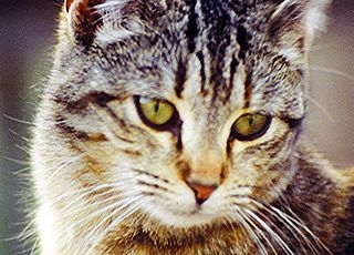  Jaká je skutečná velikost mainských mývalích koček? 