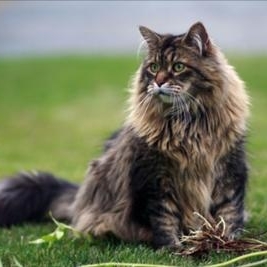  Hvad er den faktiske størrelse af Maine Coon-katte? 