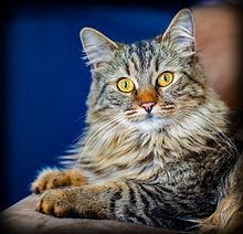  Kāds ir Meinas pavalsts kaķu faktiskais izmērs? 
