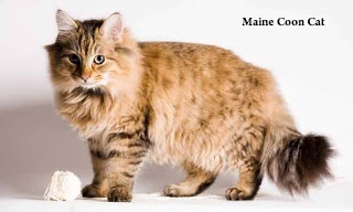  Apakah Ukuran Sebenar Maine Coon Kucing? 