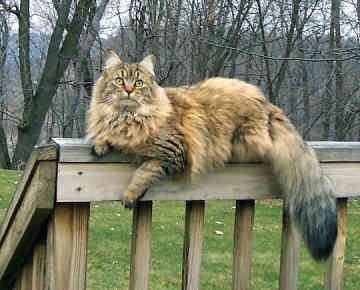  Qual é o tamanho real dos gatos Maine Coon? 