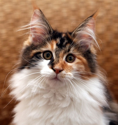  Aká je skutočná veľkosť mainských mývalích mačiek? 