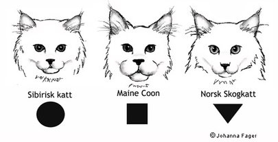  Vad är den faktiska storleken på Maine Coon-katter? 