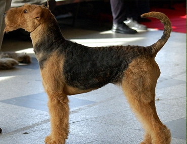  Airedale-taudit 