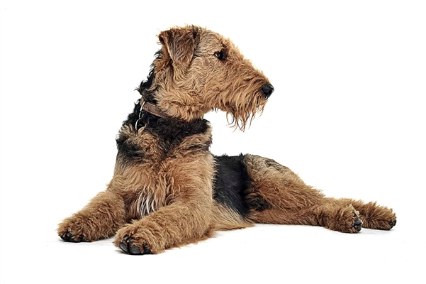  Choroby Airedale 