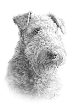  Bệnh Airedale 