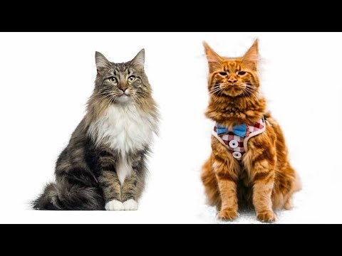  Amerikaanse Bobtail versus Japanse Bobtail Cat 