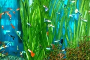  Entretien d'aquarium pour les guppys Fantail 