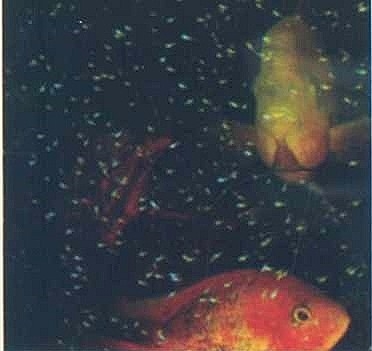  Chăm sóc hồ cá cho cá bảy màu Fantail 