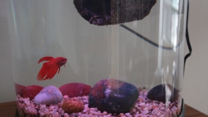  Bagaimana Mengetahui Apakah Ikan Cupang Saya Bahagia di Rumah Baru 
