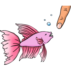  Mengapa Ikan Cupang Berubah Warna? 
