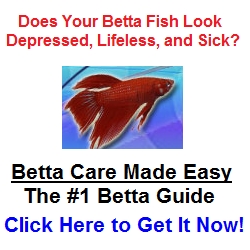  Hvorfor endrer Bettas farge? 