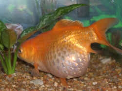  Колко голяма става златната рибка с перлени скали? 