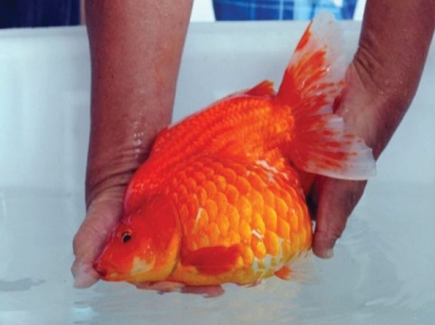  Hvor stor får perelskala guldfisk? 