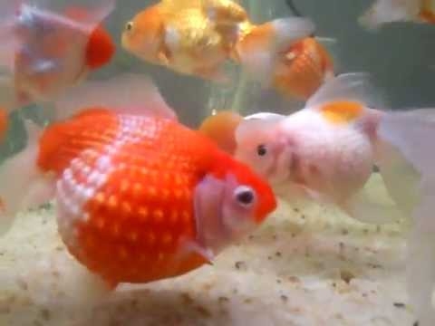 Kokio dydžio auksinės žuvys perlamutrinės? 