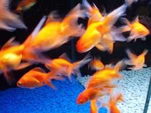  Hoe groot wordt Pearlscale Goldfish? 