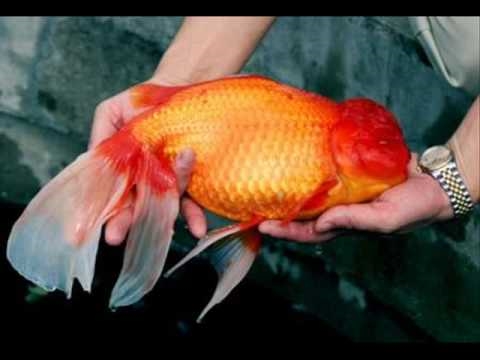  Hvor stor blir perelskala gullfisk? 