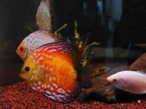  Наскільки великі отримують перламутрові золоті рибки? 