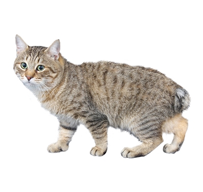  Mi a Bobtail effektus a cicákban? 