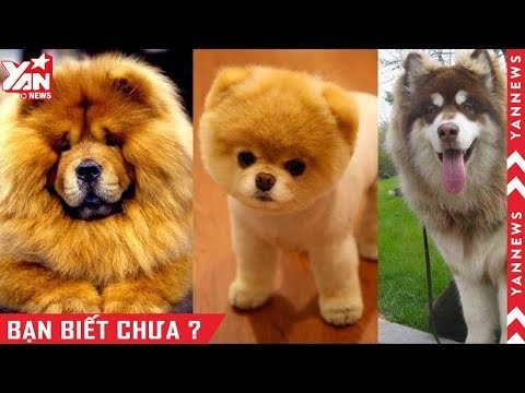  Toto là giống chó gì? 