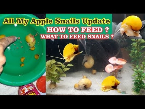  Apple Snails & Goldfish สามารถเก็บไว้ด้วยกันได้ไหม? 
