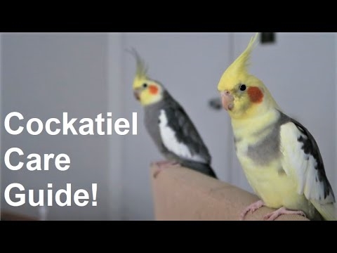  I Cockatiels possono vivere all'aperto quando fa freddo? 