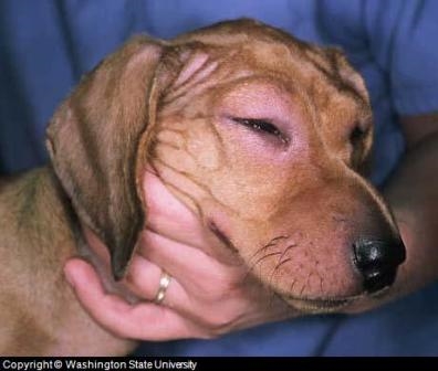  Szczepionki dla psów wymagane przez prawo 