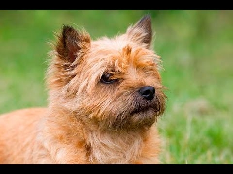  Cómo cuidar el pelaje de un Cairn Terrier 
