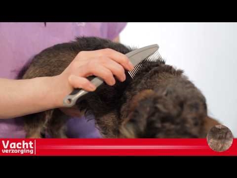 Hoe zorg je voor de vacht van een Cairn Terrier 