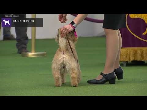  Hur man tar hand om en Cairn Terrier's Coat 