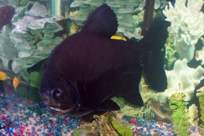  Chăm sóc Piranha đen 