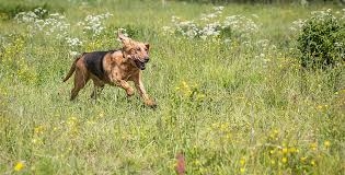  Как да се грижим за Bloodhounds 