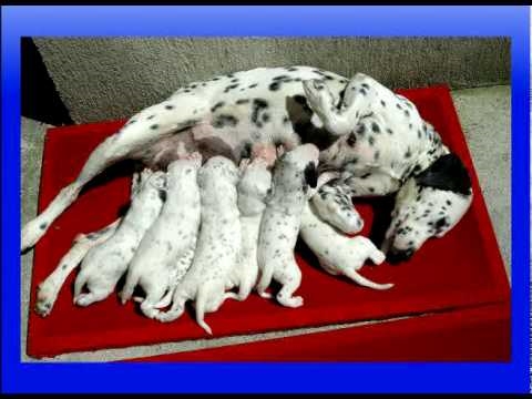  Cómo cuidar a los chihuahuas recién nacidos 