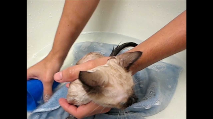  Cómo limpiar la nariz de un gato del Himalaya 