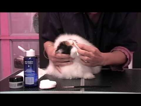  Comment nettoyer le nez d'un chat himalayen 