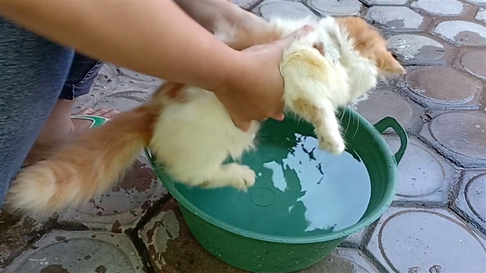  Cara Membersihkan Hidung Kucing Himalaya 