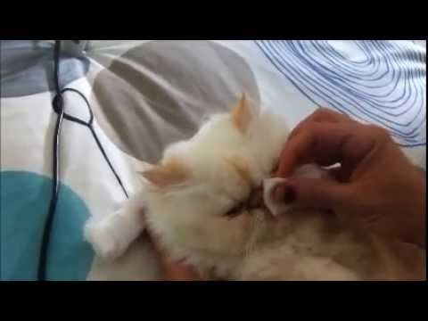  Como limpar o nariz de um gato do Himalaia 