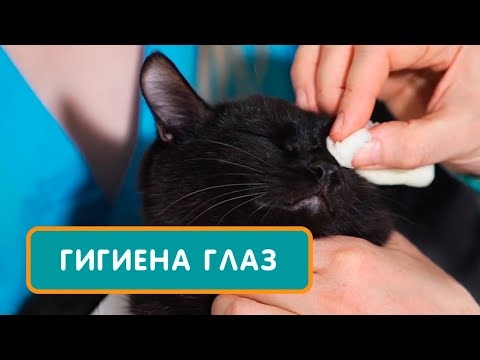  Як почистити ніс гімалайському коту 