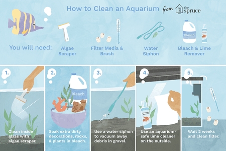  Comment nettoyer la moisissure dans un aquarium 