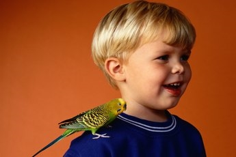  Γιατί οι Cockatiels μασούν τα κλουβιά τους; 