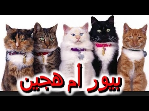  ما هو شكل القط الفارسي كريم بوينت؟ 