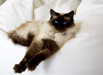  Kako izgleda perzijski mačić u kremastoj točki? 