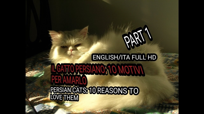  Che aspetto ha un gattino persiano Cream Point? 