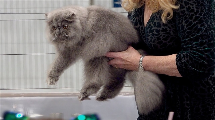  Cream Point Persian Kitten은 어떻게 생겼습니까? 