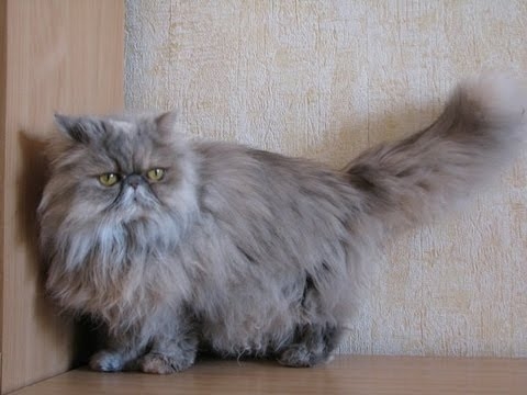  Как выглядит персидский котенок крем пойнт? 