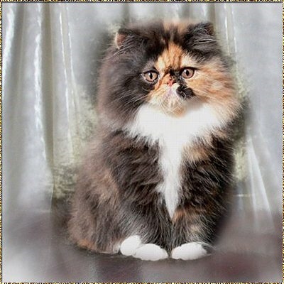  Як виглядає персидський кошеня з кремової точки? 