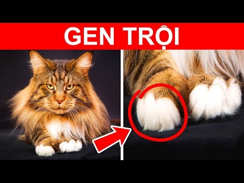  Một con mèo con Persian Point trông như thế nào? 