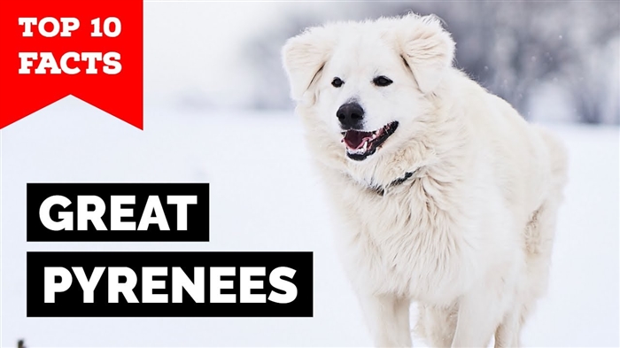  Diferența la câinii Newfoundland și Great Pyrenees 
