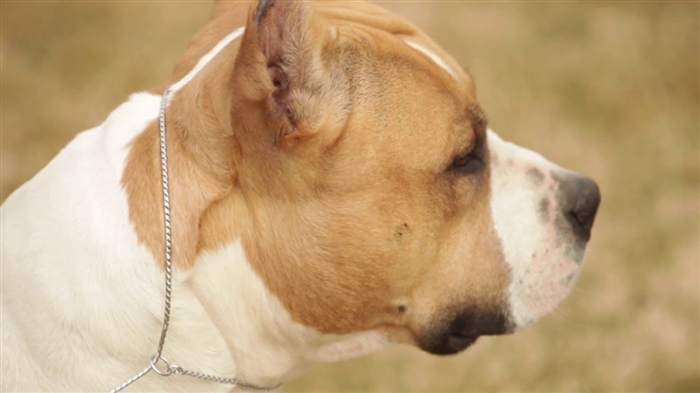  Οι διαφορές μεταξύ αμερικανικών μπουλντόγκ & Staffordshire Terrier 