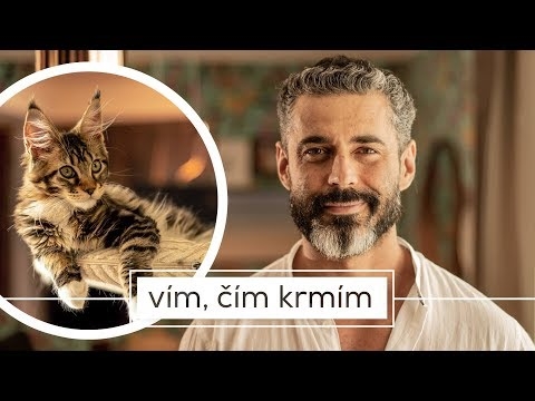  Rozdíly mezi mainskými mývalími a sibiřskými kočkami 
